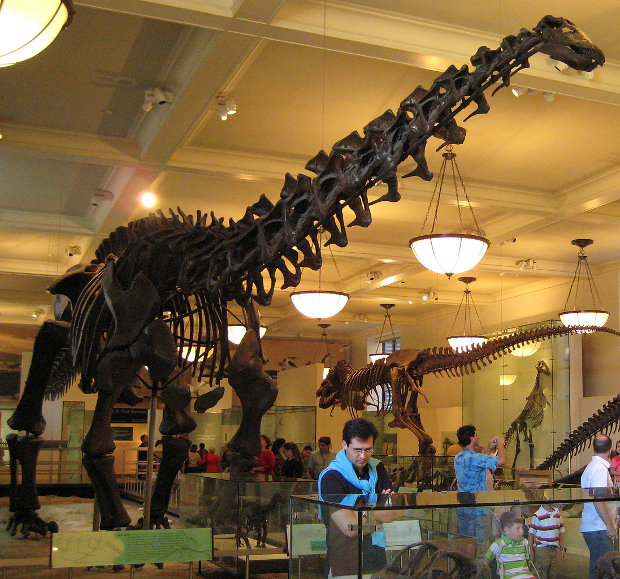 Scheletro di Apatosaurus excelsus, che ora potrebbe essere rinominato Brontosaurus Excelsus