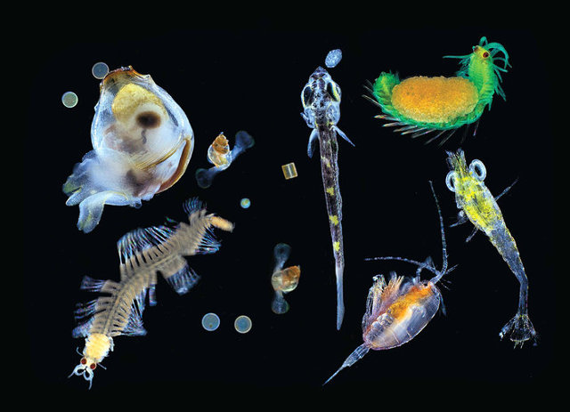 Varie forme di plancton (Immagine cortesia  Christian Sardet/CNRS/Tara Expeditions. Tutti i diritti riservati)