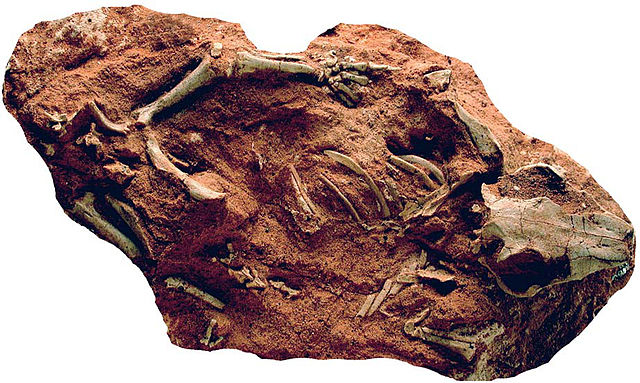 Scheletro di Catopsbaatar catopsaloides, un antico mammifero dell'ordine dei multitubercolati