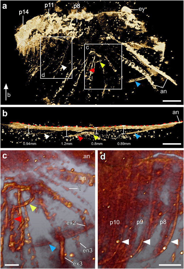 Esame in microtomografia computerizzata di Xandarella spectaculum, ruotato nella sezione b e con dettagli nelle sezioni c e d (Immagine cortesia Yu Liu)