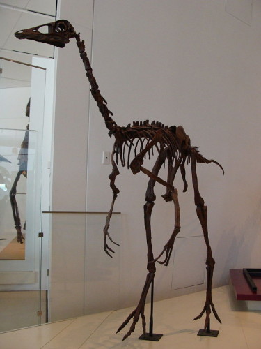Scheletro di Ornithomimus al Royal Ontario Museum