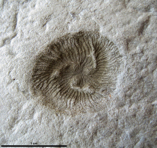 Fossile di Tribrachidium heraldicum
