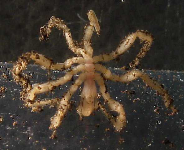 Ragno marino della specie Sericosura verenae (Foto Verena Tunnicliffe / NOAA)