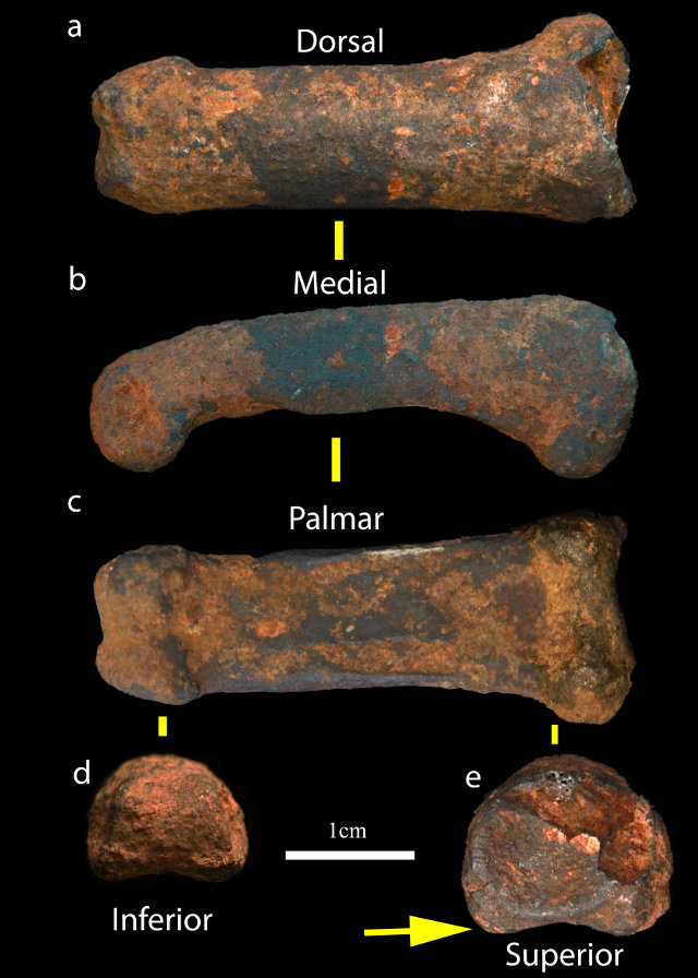 Osso di ominide trovato nelle grotte di Sterkfontein (Foto cortesia Jason Heaton. Tutti i diritti riservati)