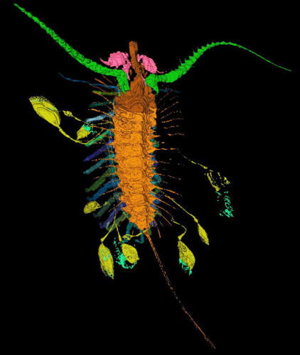 Ricostruzione dell'Aquilonifer spinosus (Immagine Derek Briggs)