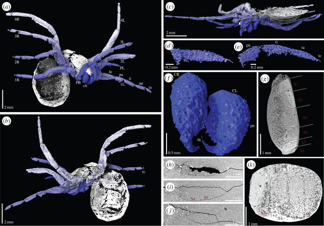 Varie viste dalle scansioni dell'Idmonarachne brasieri (Immagine Russell J. Garwood et al.)