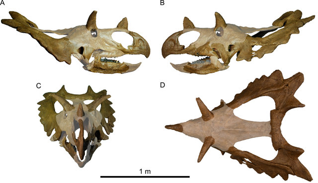 Ricostruzione del teschio di Spiclypeus shipporum con le parti mancanti sbiadite (Immagine Jordan C. Mallon et al.)