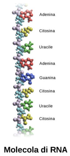 Molecola di RNA con le sue basi