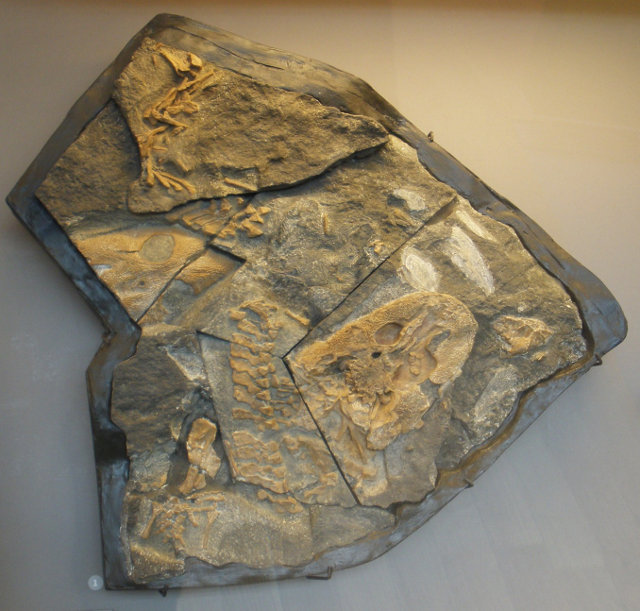 Fossile di acantostega (Acanthostega gunnar)