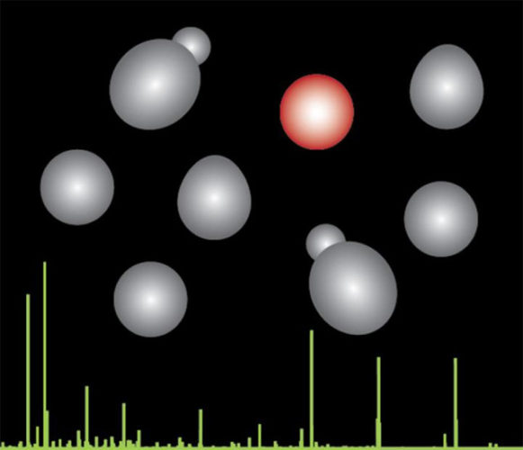 L'evoluzione di lieviti (in grigio e rosso) con la spettrometria di massa in verde (Immagine cortesia Villen Lab/University of Washington)