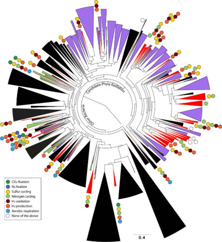 Una rappresentazione dell'albero della vita (Immagine Banfield Group)