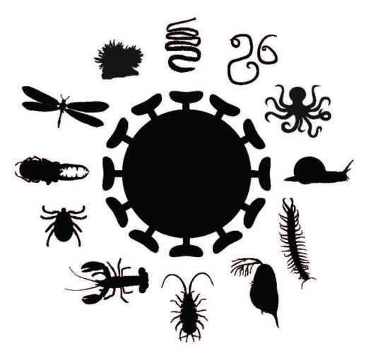 Schema degli invertebrati (Immagine cortesia Università di Sydney)