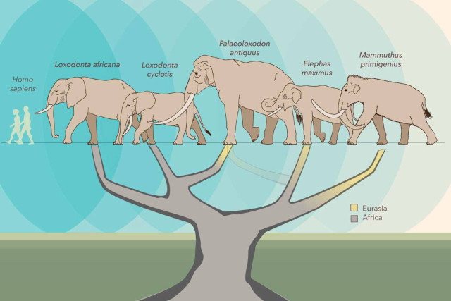 Il nuovo possibile albero genealogico degli elefanti (Immagine cortesia Asier Larramendi Eskorza / Julie McMahon)