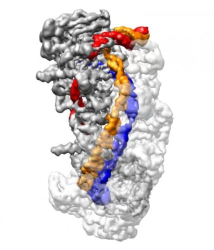 Molecola CRISPR vista alla microscopia crioelettronica (Immagine cortesia Liao lab/Harvard Medical School)