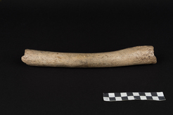 Femore di Neanderthal (Foto cortesia Oleg Kuchar © Museum Ulm)
