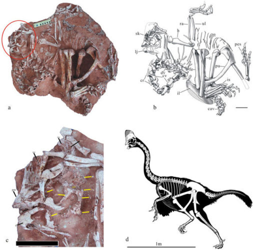 Corythoraptor jacobsi e ricostruzioni (Immagine cortesia Lü Junchang et al.)