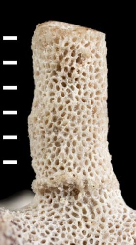 Fossili di Jablonskipora kidwellae (Foto cortesia Paul Taylor/London's Natural History Museum)