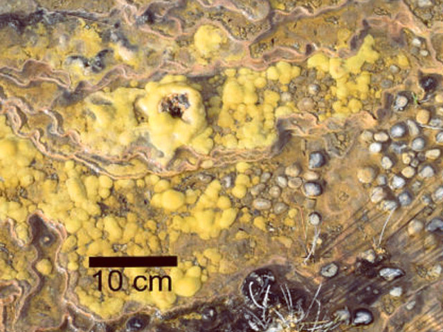 Stromatoliti scoperti in Tasmania (Foto cortesia Proemse et al)