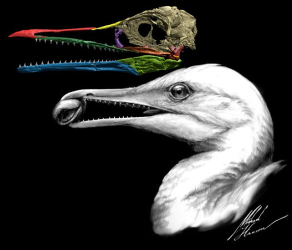 Ricostruzione del cranio e illustrazione di Ichthyornis dispar (Immagine cortesia Michael Hanson/Yale University)