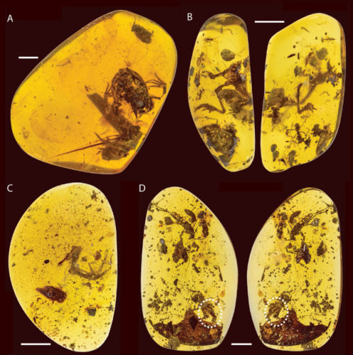 Electrorana limoae