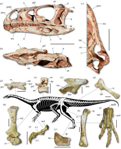 Il Macrocollum itaquii è il più antico dinosauro dal collo lungo scoperto finora