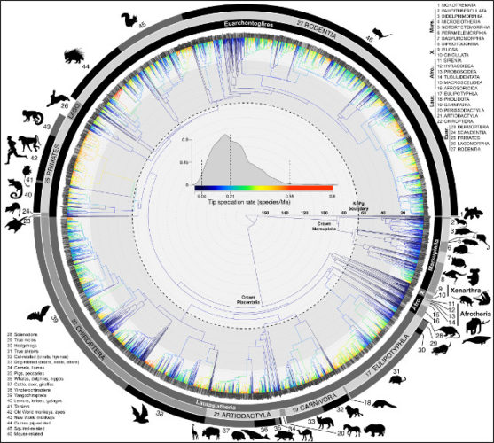 Un nuovo albero genealogico dei mammiferi per ricostruirne storia e parentele