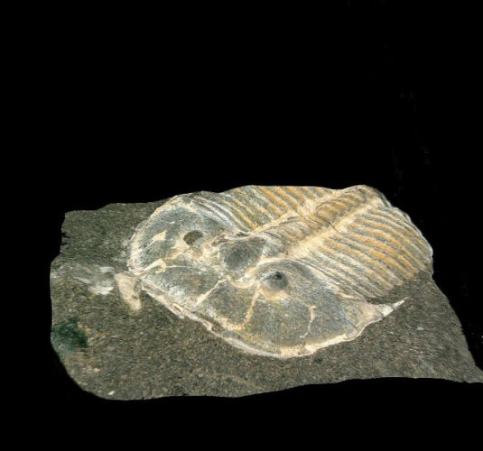 Fossile di Aulacopleura Kionickii (Foto cortesia Brigitte Schoenemann)