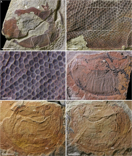 Particolari degli occhi di Anomalocaris Briggsi (Immagine cortesia John Paterson et al.)