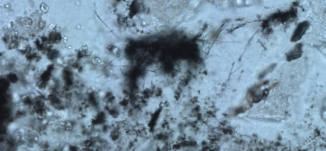 I microfossili studiati (Immagine cortesia B. Cavalazzi)