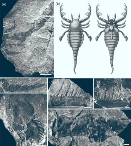 Fossili e disegni di Terropterus xiushanensis