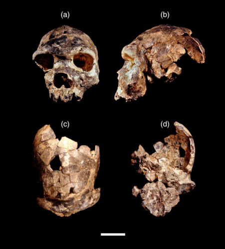 Il cranio Bodo 1 (Immagine cortesia Jeffrey H. Schwartz / Roksandic et al.)