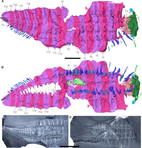 Una ricostruzione tridimensionale dell'esemplare catalogato come MNHN.F.SOT002123 di Arthropleura in una visione dorsale (A) e ventrale (B) assieme a viste del fossile (C, D). La barra è lunga 5 millimetri in A e B e 1 centimetro in A e B