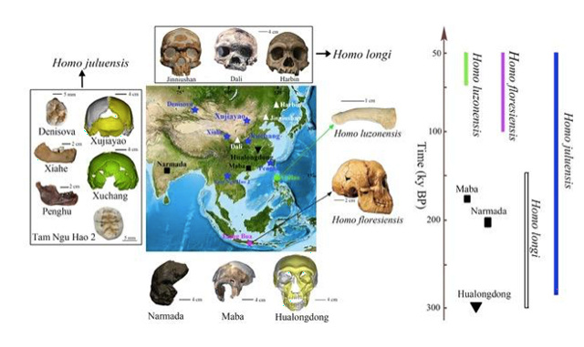 Uno schema dell'organizzazione dei fossili di ominini asiatici del Tardo Quaternario