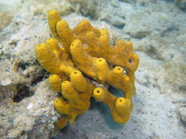 Spugna marina della specie Aplysina aerophoba