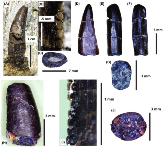 Vari denti di tirannosauridi (Immagine cortesia L.J. Krumenacker, D. Jade Simon, Garrett Scofield & David J. Varricchio. Tutti i diritti riservati)
