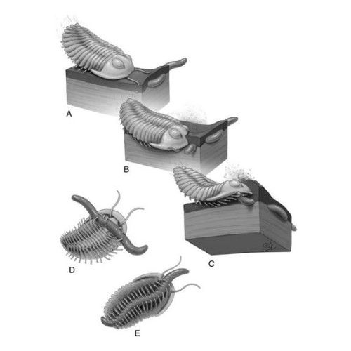 Ricostruzione dell'attacco di un trilobite a una creatura vermiforme (Immagine cortesia Stacy Turpin Cheavens of the Department of Orthopaedic Surgery, University of Missouri)