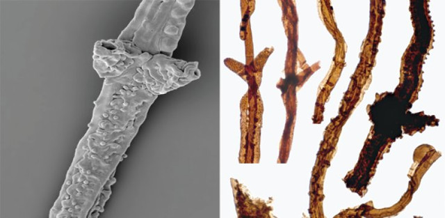 Filamenti di Tortotubus protuberans (Immagine cortesia Martin R. Smith)