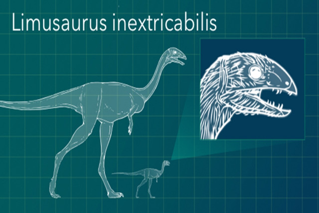 Limusaurus inextricabilis con i denti indicati nel cucciolo (Immagine cortesia George Washington University)