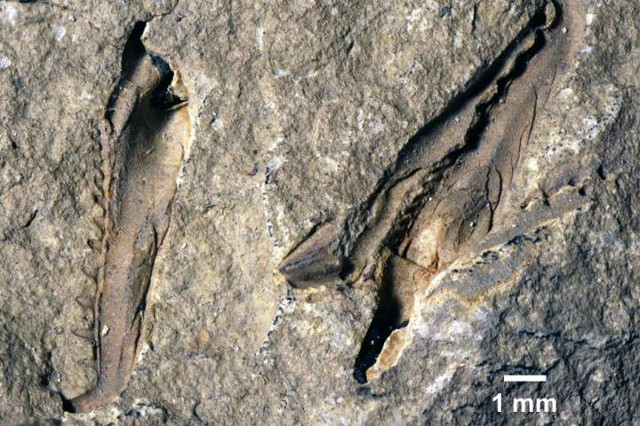 Fossile di Websteroprion armstrongi (Foto cortesia Luke Parry)