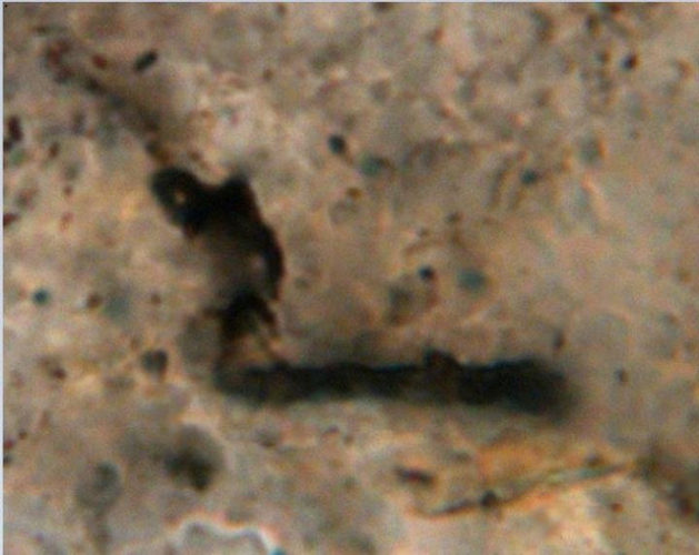 Microfossile della formazione di Pilbara (Immagine cortesia J. William Schopf/UCLA Center for the Study of Evolution and the Origin of Life)