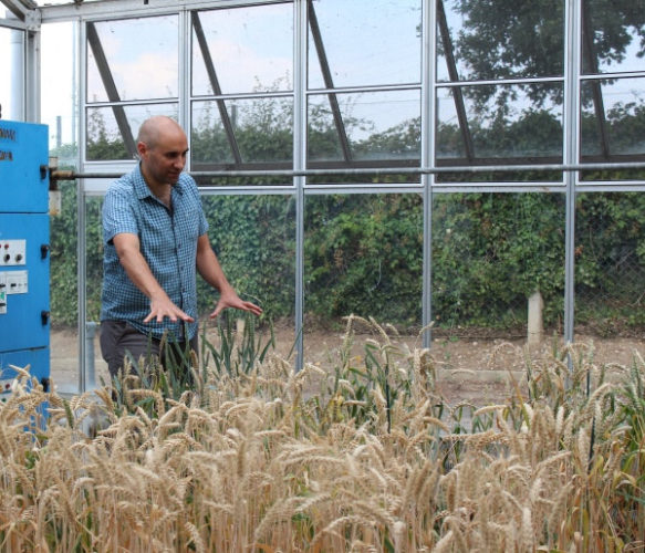 Il dottor Cristobal Uauy in una serra di grano tenero (Foto cortesia Ruby O'Grady. Tutti i diritti riservati)
