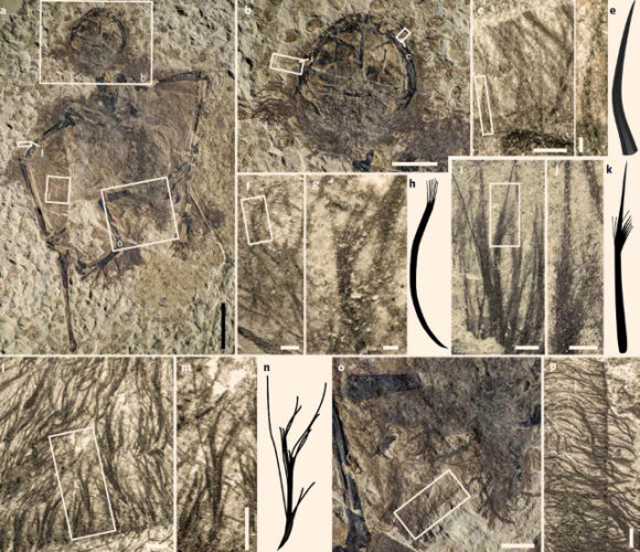 Picnofibre di pterosauri (Immagine cortesia Yang et al)