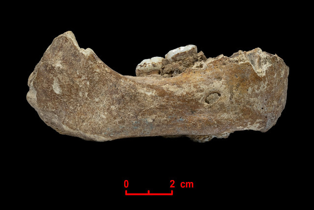 Una mandibola fossile scoperta sull'altopiano del Tibet apparteneva a un uomo di Denisova