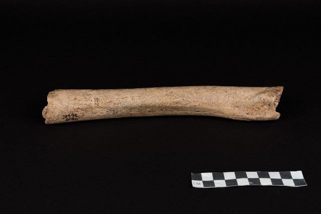 Femore di Neanderthal (Foto cortesia Oleg Kuchar ©Museum Ulm)