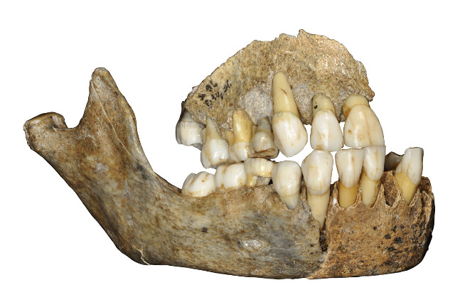 Mascella della grotta di Scladina (Immagine cortesia J. Eloy, AWEM, Archéologie andennaise)
