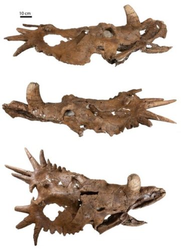 Un cranio del dinosauro erbivoro chiamato Styracosaurus albertensis mostra che aveva corna asimmetriche