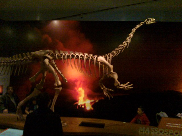 Ricostruzione di scheletro di Massospondylus carinatus
