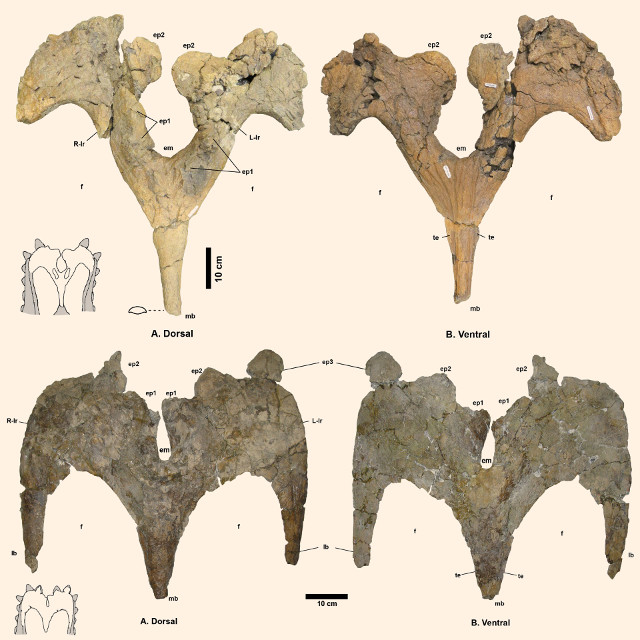 Ossa di Navajoceratops sullivani e Terminocavus sealeyi