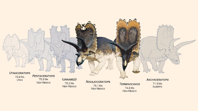 La possibile evoluzione di un gruppo di Chasmosaurinae