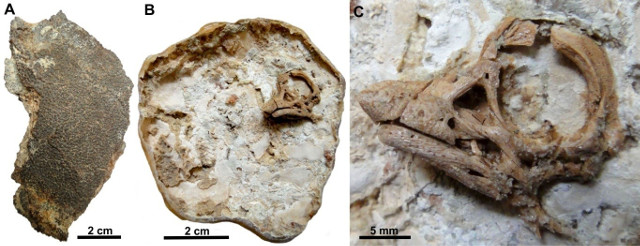 Embrione fossile di sauropode